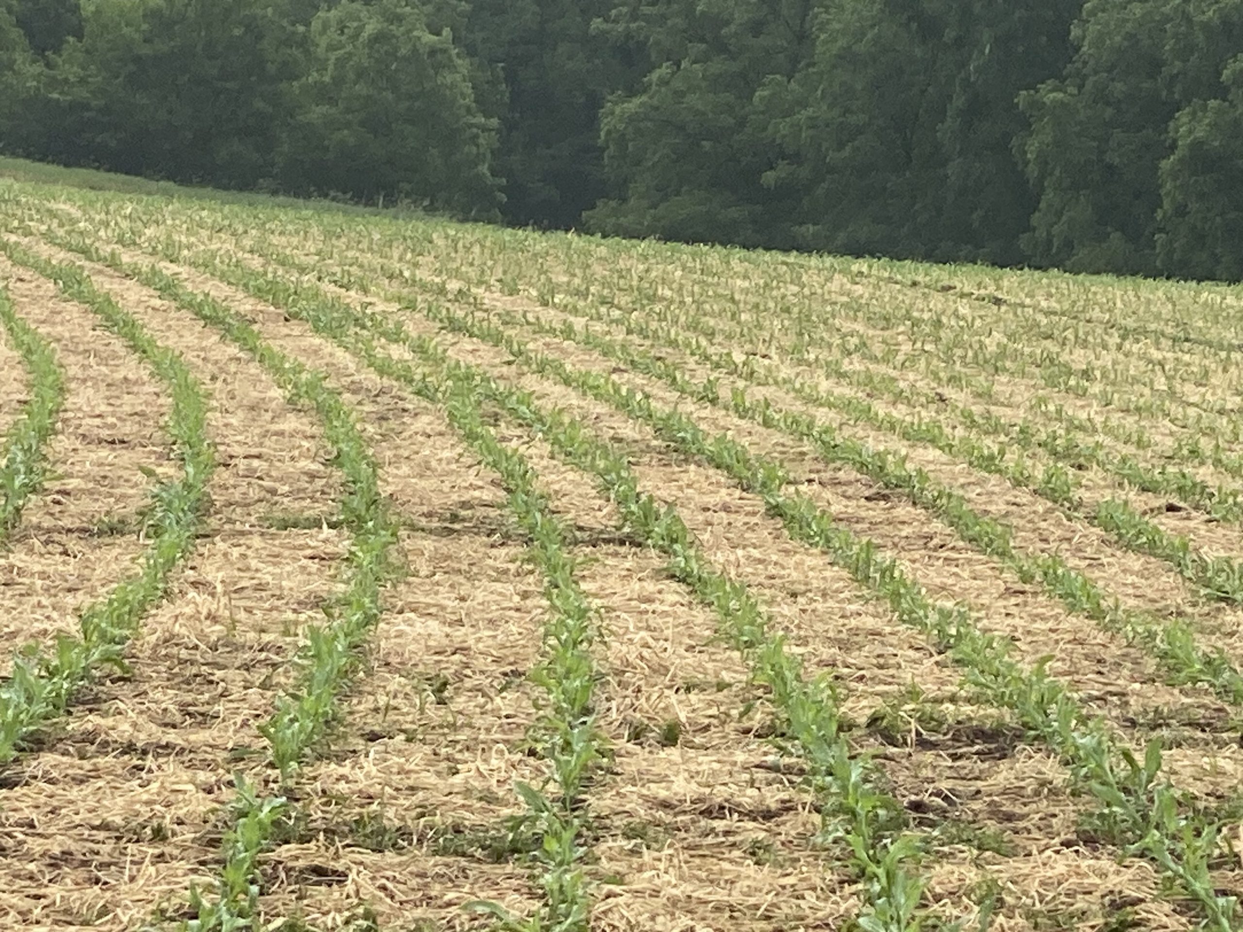 6493 Corn Stand Iowa 2025