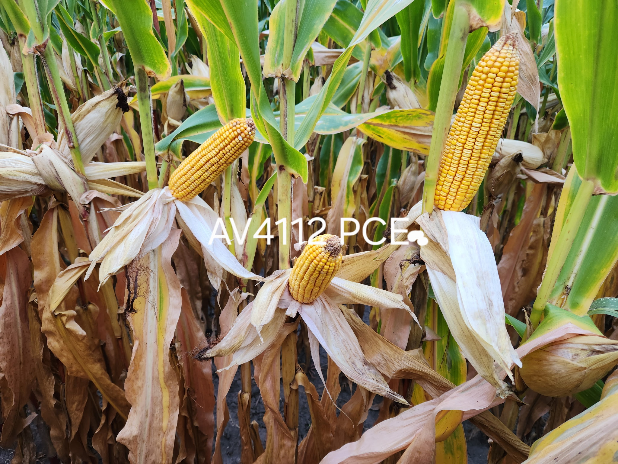 AgVenture plot — Dean Kregel, Milford, IL