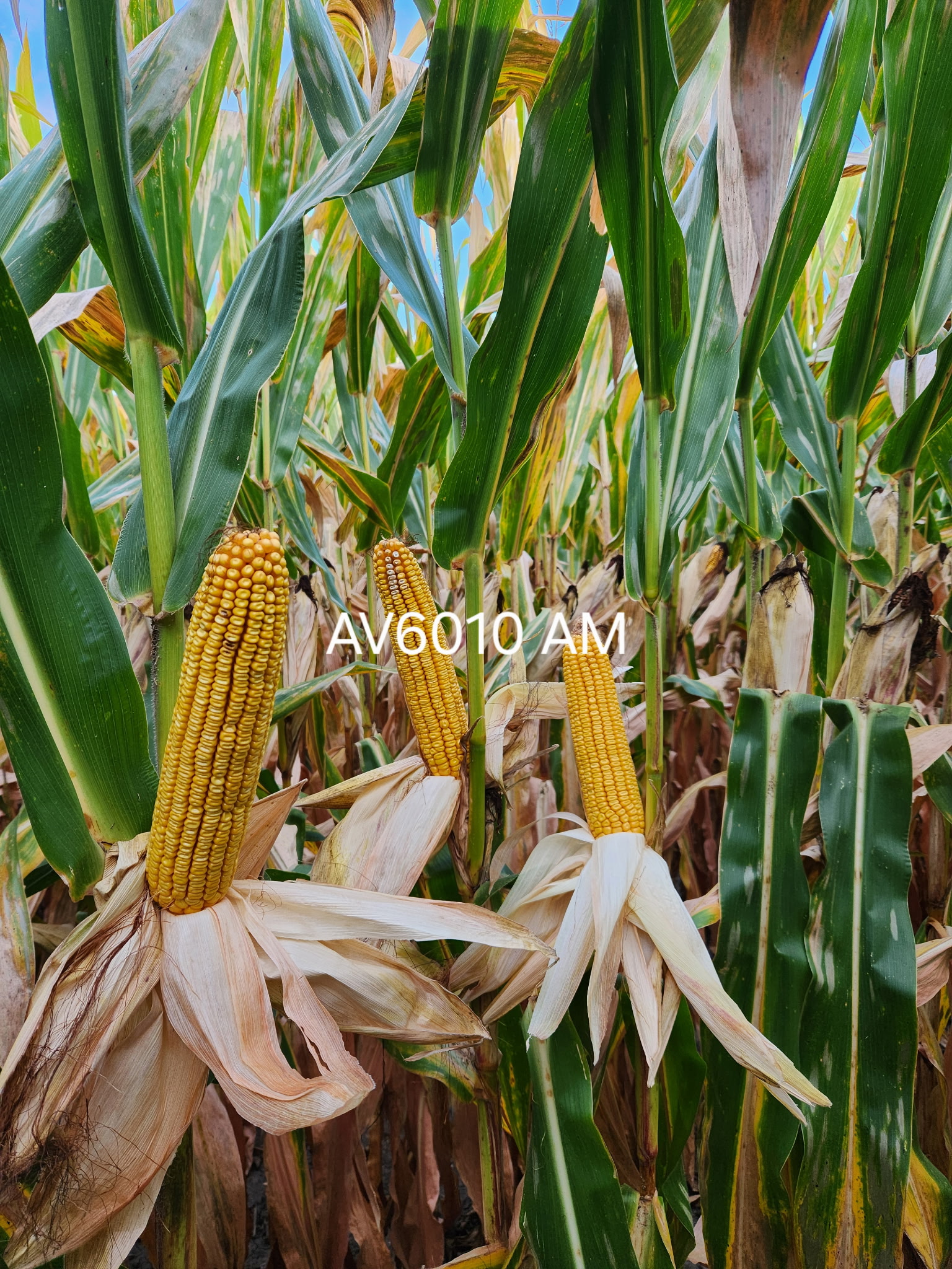 AgVenture plot — Dean Kregel, Milford, IL