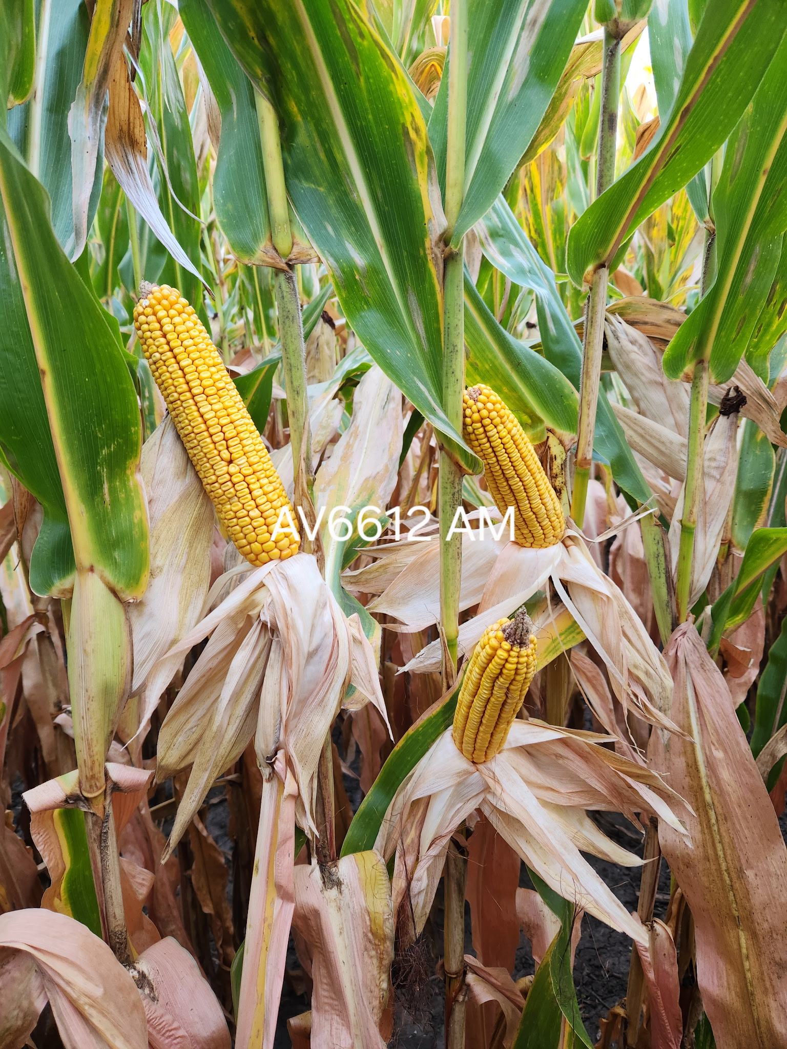AgVenture plot — Dean Kregel, Milford, IL