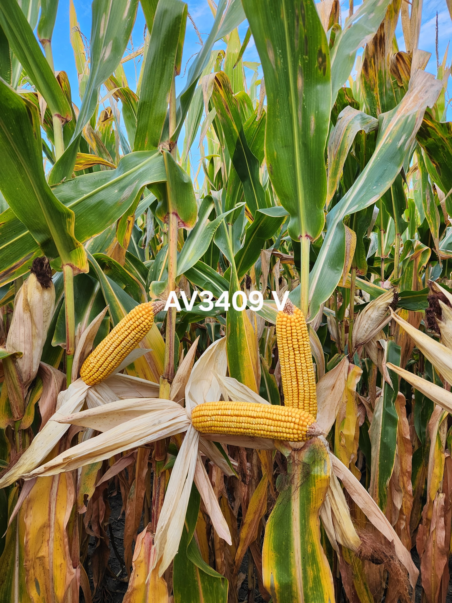 AgVenture plot — Dean Kregel, Milford, IL