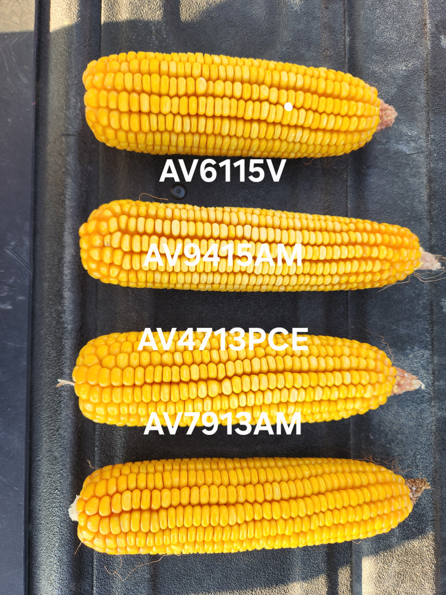 AgVenture plot near Champaign, IL