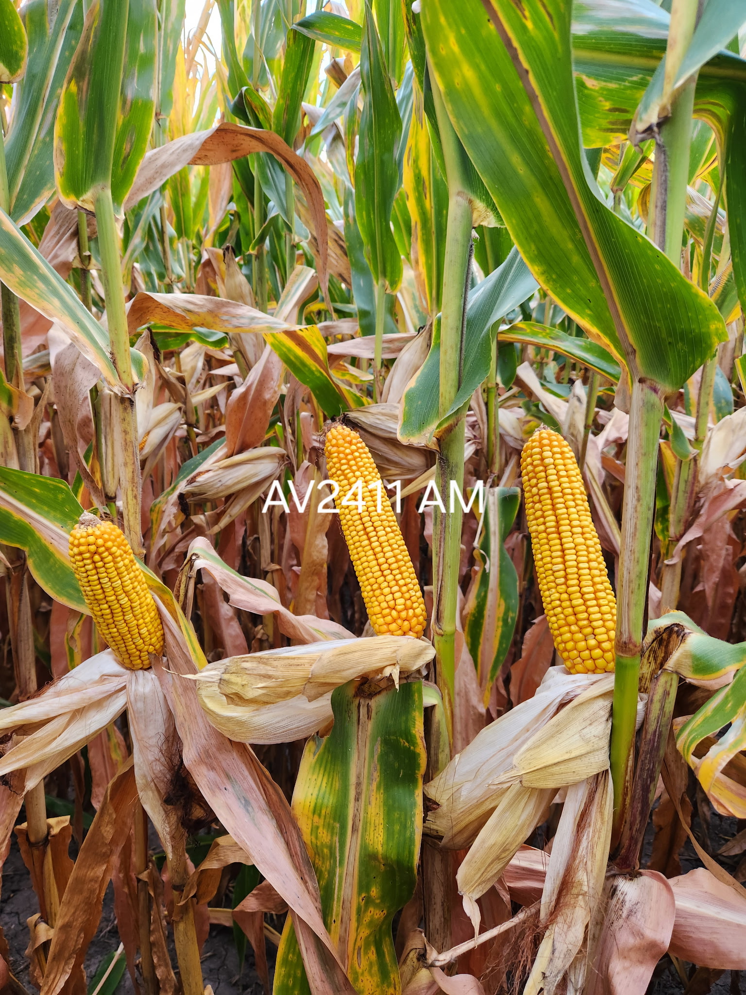 AgVenture plot — Dean Kregel, Milford, IL