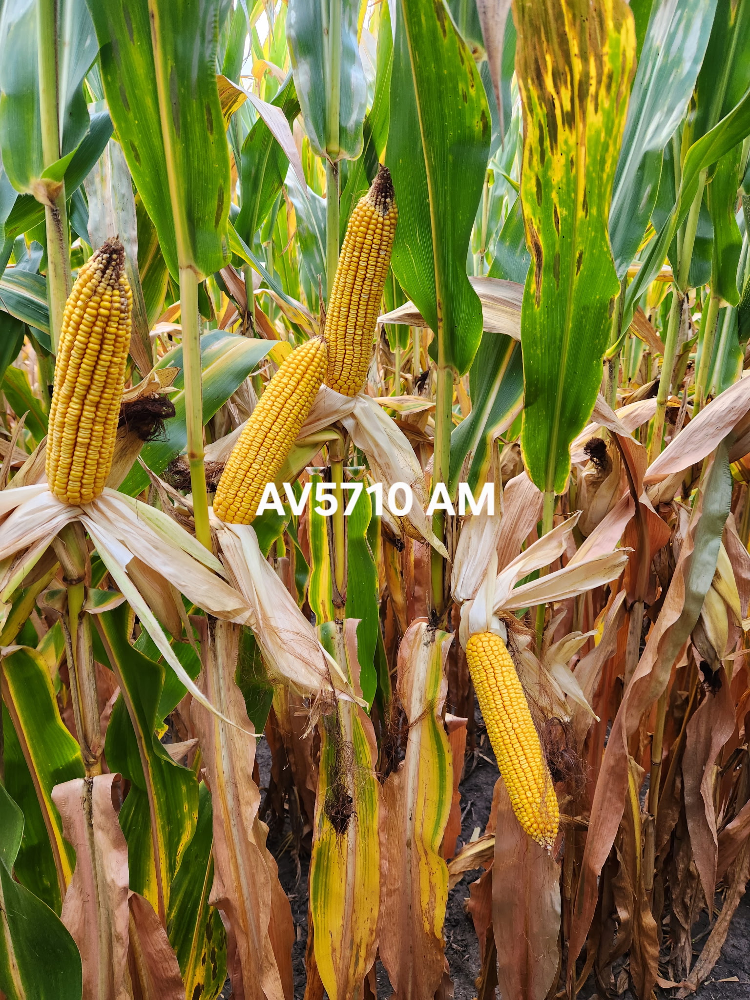 AgVenture plot — Dean Kregel, Milford, IL