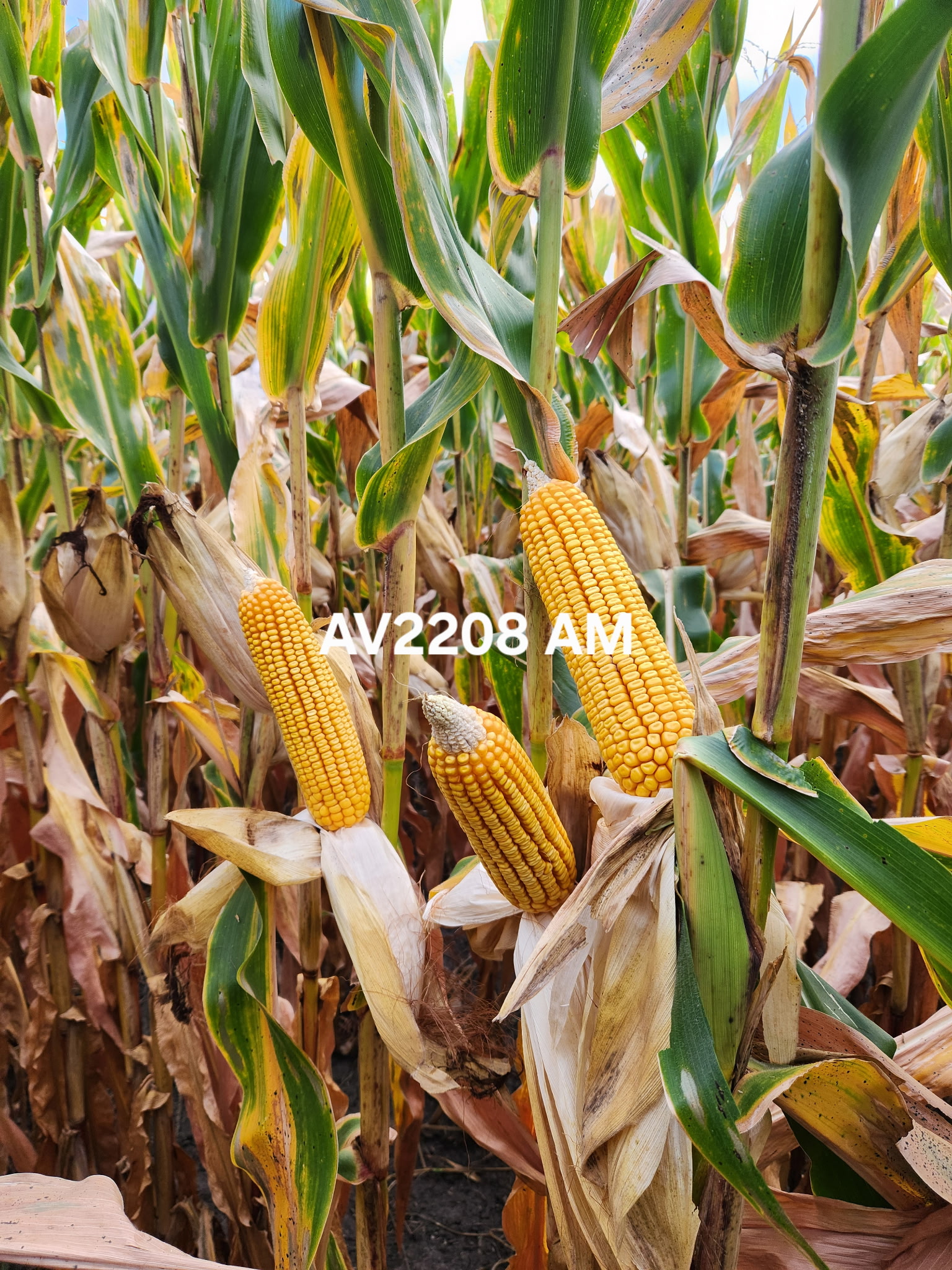 AgVenture plot — Dean Kregel, Milford, IL
