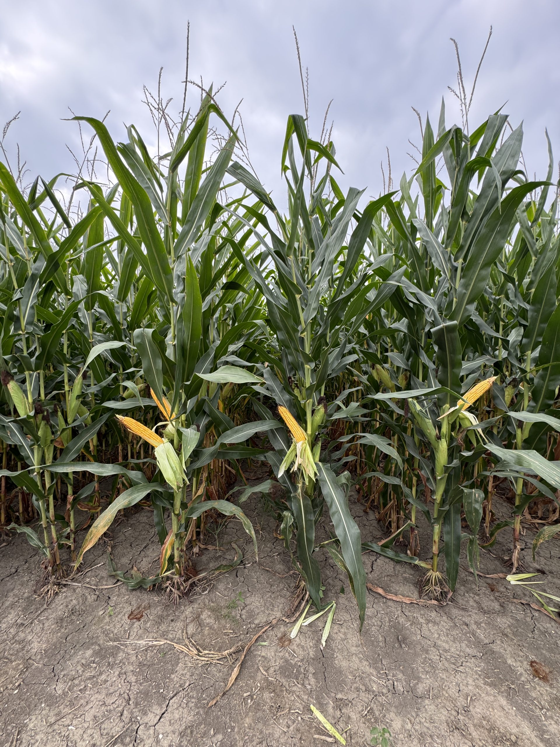 Spectrum plot at Teuscher Family Farm, Tipton, IN