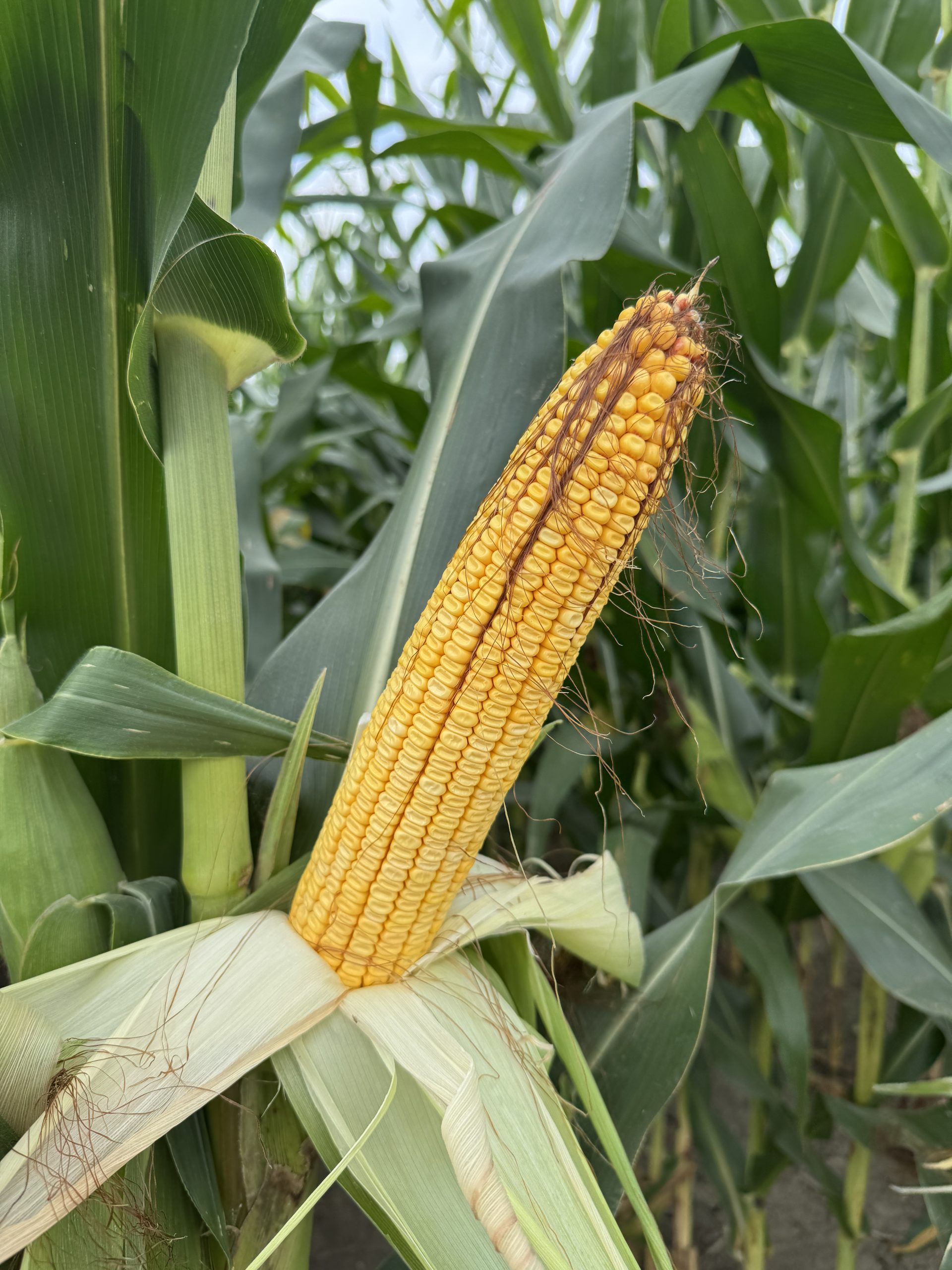 Spectrum plot at Teuscher Family Farm, Tipton, IN